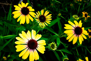 yellow Echinacea purpurea amazing flower in summer garden, wallpaper