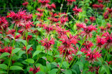 Red flowers of Eastern Bee balm Monarda hybrida in a garden setting, creating a vibrant and lively...