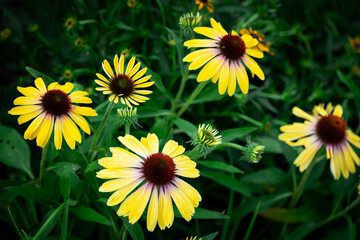 yellow Echinacea purpurea amazing flower in summer garden, wallpaper