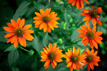 orange Echinacea purpurea amazing flower in summer garden, wallpaper