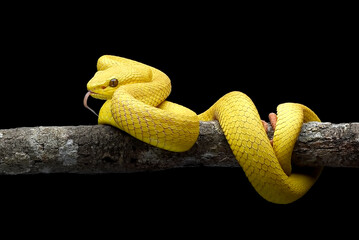 Yellow white-lipped pit viper in black background
