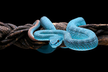 Blue pit viper in dark background