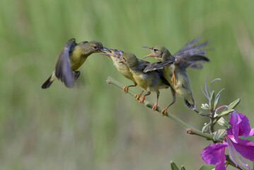 Purple-rumped Sunbirds bring food to their chicks
