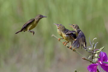 Purple-rumped Sunbirds bring food to their chicks