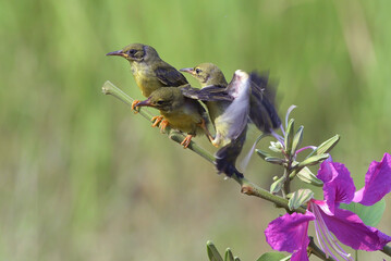 Purple-rumped Sunbirds bring food to their chicks