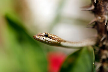 Close-up of a Juvenile Bronzeback Snake. Abai, Kinabatangan River, Sabah. Borneo, Malaysia