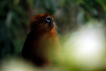 Maroon Leaf Monkey (Presbytis rubicunda, aka Maroon Langur, Red Leaf Monkey, Red Langur). Danum...