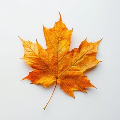 Obraz premium Single autumn maple leaf in vibrant shades of yellow and orange on a white background