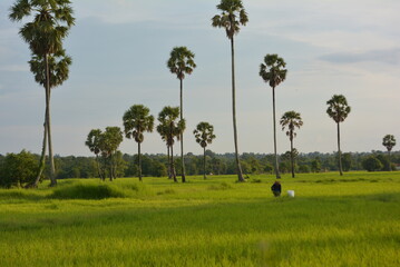 Trees and rice fields