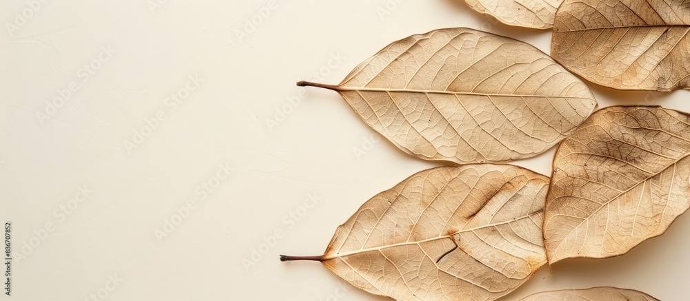 Poster leaves that have become dry and brittle often used as decor or in crafting especially when placed ag
