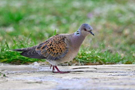 European turtle dove // Turteltaube (Streptopelia turtur)