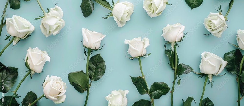 Poster arrangement of white roses on a pastel blue backdrop viewed from above with space for text or images
