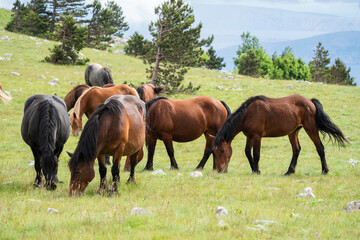 Free running horses on a mountain meadow against the backdrop of the Croatian Adriatic Sea.