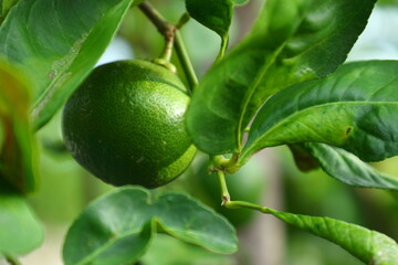 Green limes hanging on a tree in the garden