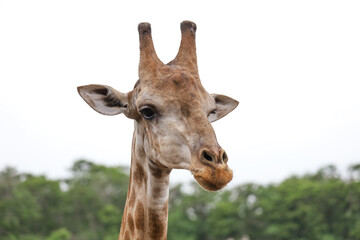 Close up head giraffe in the garden