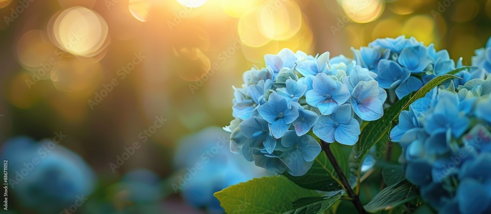 Poster soft focus background with a blue hydrangea flower in a serene natural setting perfect for a copy sp