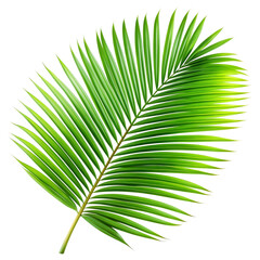 Obraz premium Palm leaf isolated on white background.