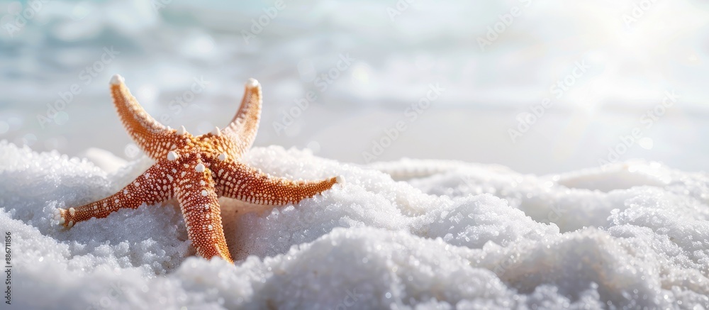 Wall mural A starfish rests elegantly on the white sandy beach with room for text or other elements in the image. Copy space image. Place for adding text and design