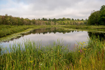 lake in the forest