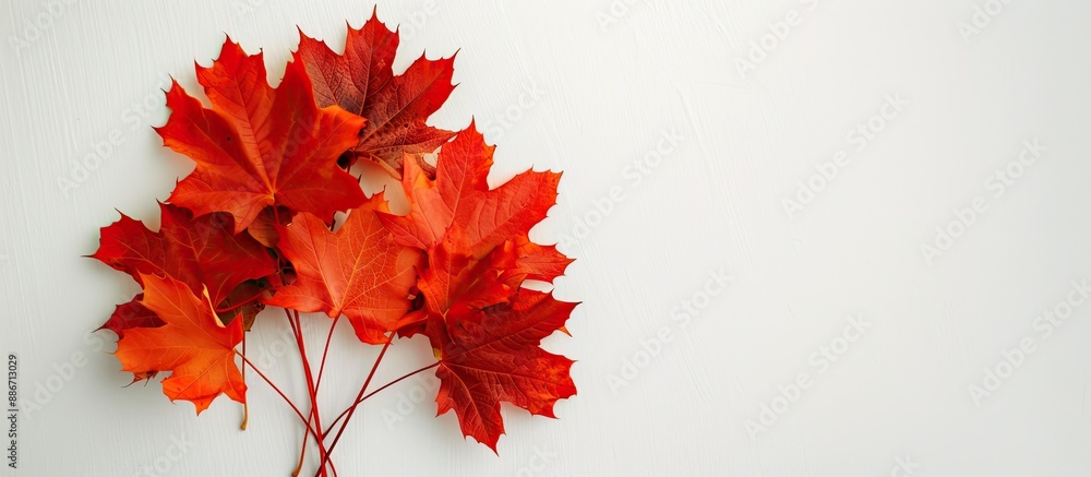 Aufkleber red and orange maple leaves in a bouquet arrangement with a white backdrop providing copy space for 