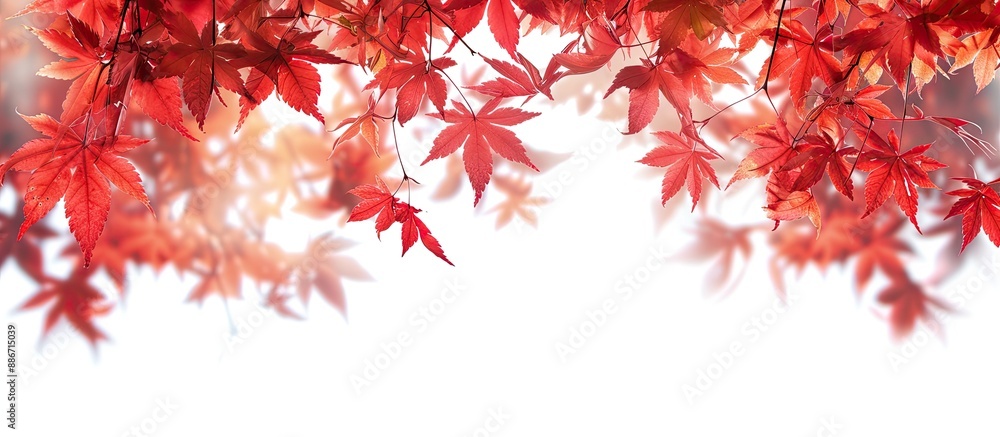 Poster scenic view of crimson maple leaves with a clear background for a copy space image