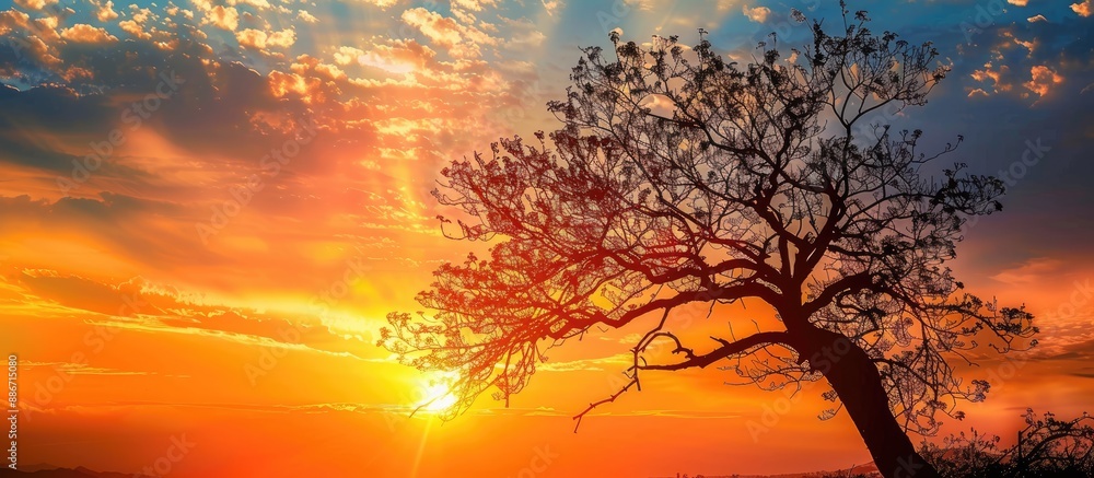 Poster a stunning sunset landscape featuring a silhouette of a tree and branches against the sky with ample