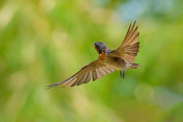 Pacific swallow on the cable