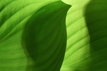 Close-up macro nature exotic bright green leave texture tropical Jungle plant abstract background.Curve leaf floral botanical desktop wallpaper,website cover backdrop.