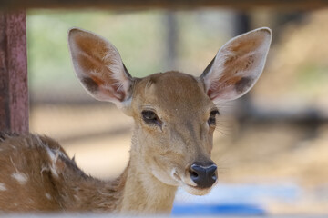 Fototapeta premium Close up head female deer in garden