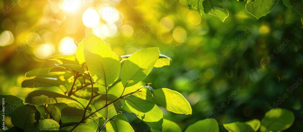 Poster sunlight filters through green leaves in the background of the image providing copy space