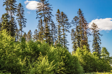 Landscapes - Forest - Europe, Romania