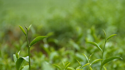Fresh Green tea tree leaves in eco herbal farm. Tree tea plantations in morning sun light. Freshness herbal green natural garden farmland. Drinking organic relax heath plant. Green tea tree in farm