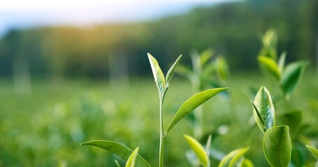 Green tea tree leaves field young tender bud herbal Green tea tree in camellia sinensis organic farm. Close up Fresh Tree tea plantations mountain green nature in herbal farm plant background morning