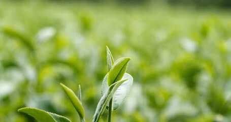 Green tea tree leaves field young tender bud herbal Green tea tree in camellia sinensis organic farm. Close up Fresh Tree tea plantations mountain green nature in herbal farm plant background morning