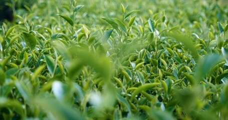Green tea tree leaves field young tender bud herbal Green tea tree in camellia sinensis organic farm. Close up Fresh Tree tea plantations mountain green nature in herbal farm plant background morning