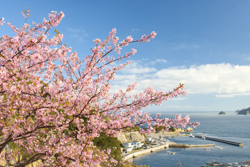 河津桜と漁港