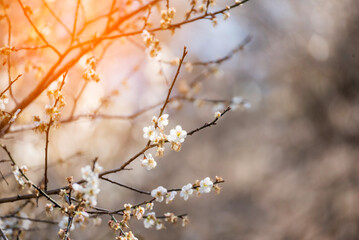 White cherry blossom Pastel flower floral soft nature bloom blurred background. Romance flower plum tree botanical bloom spring season. Beauty Cherry blossom petals plant beautiful Flowering garden