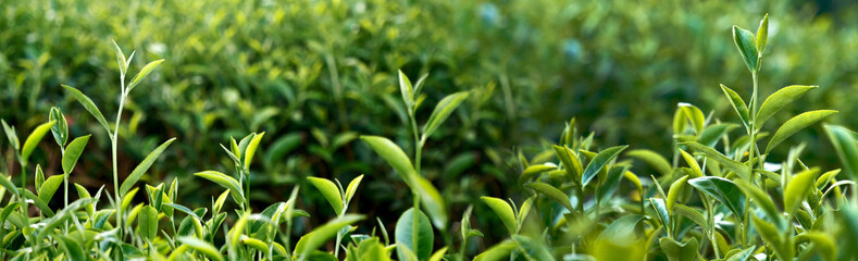 Banner Green tea tree leaves field young tender bud herbal Green tea tree in camellia sinensis organic farm. Panorama Fresh Tree tea leaf plant green nature in herbal farm background with Copy Space