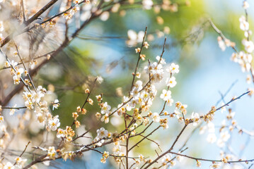 White cherry blossom Pastel flower floral soft nature bloom blurred background. Romance flower plum tree botanical bloom spring season. Beauty Cherry blossom petals plant beautiful Flowering garden