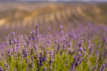 Naklejka premium Lavender fields in San Felices, Soria, Spain. Bee flying over lavender fields.