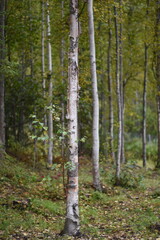 Obraz premium birch in spring