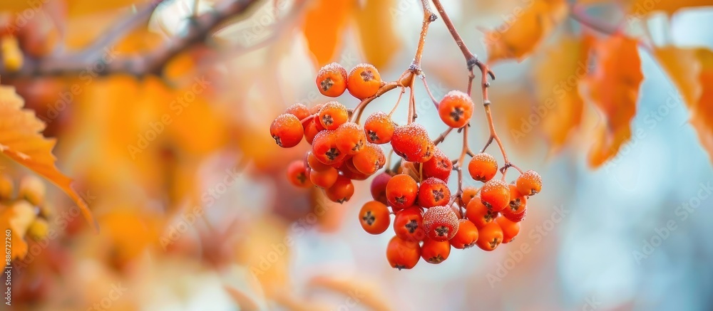 Poster selective focus on a close up image of rowan berries on a branch with blurred leaves in the backgrou