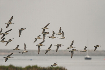 Sandpiper flock in flight