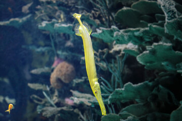 Yellow trumpet fish