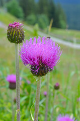Fototapeta premium *Blume*