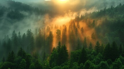 Naklejka premium gorgeous aerial view of conifer forest with fog drifting around at morning time with sunrise light, sunlit over cloud