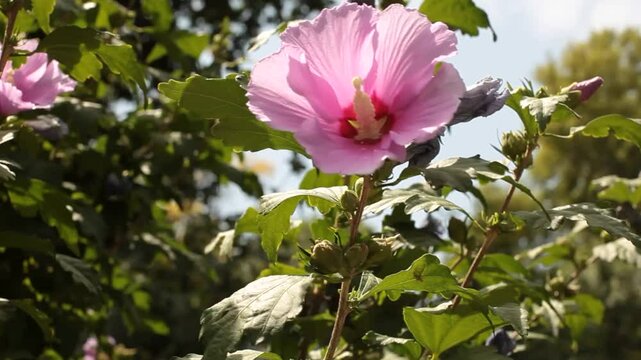 Chinese pink rose bushes in the sun.