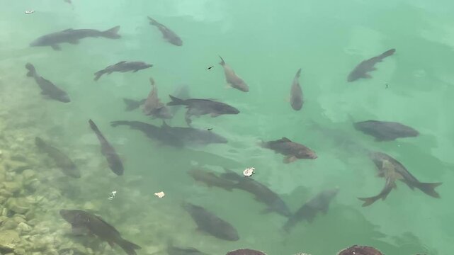 Gruppo di pesci galleggiano sulla riva del lago