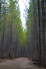 Forest path with pine trees