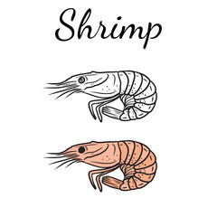 Beautiful tasty coloring book design with black and white version of shrimp seafood. Hand drawn vector sketch illustration in doodle engraved vintage line art style. Tasty delicious ready to eat